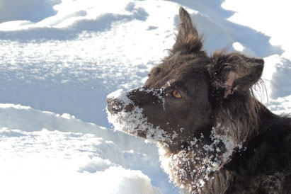 Schneeschnauze Hund Naja in Lech Oesterreich auf Tour